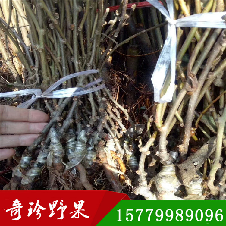 紅心獼猴桃  羊桃兩年嫁接苗奇珍野果農業(yè)基地直發(fā)