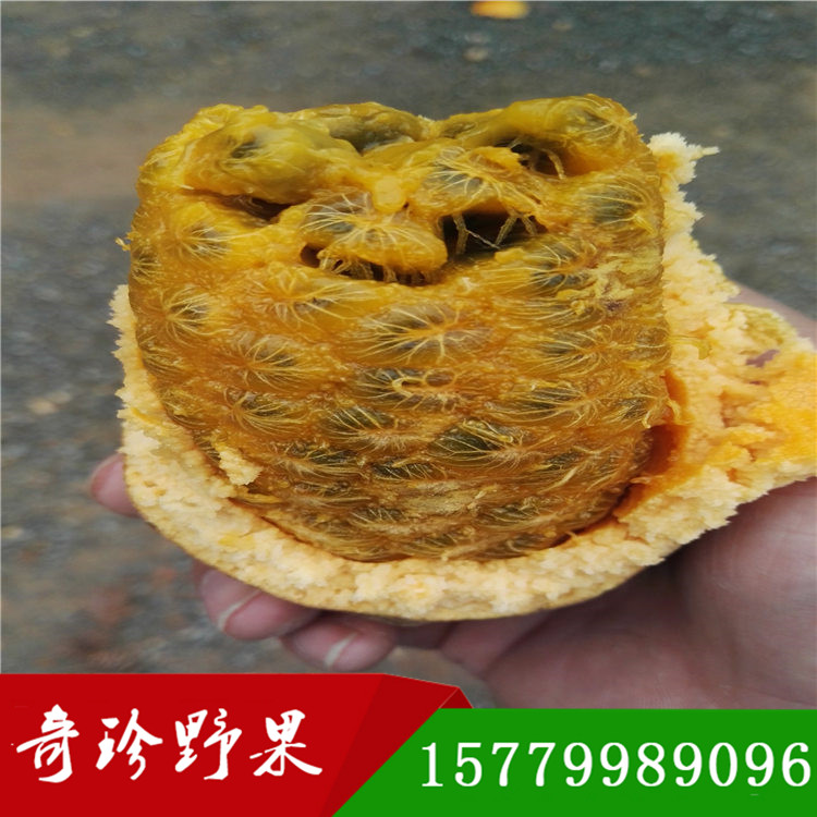九月黃  九月瓜種苗