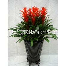 北京花卉租賃公司 北京花卉租賃公司北京綠植租擺