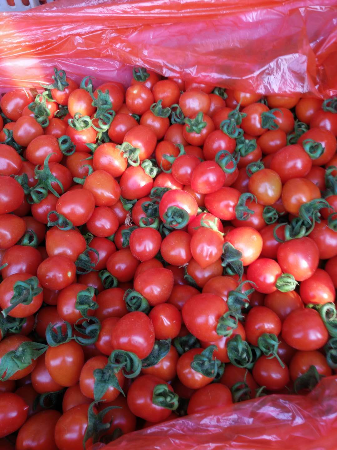 山東千禧果報價，莘縣千禧果報價便宜，小西紅柿報價千禧果產(chǎn)地質(zhì)量高