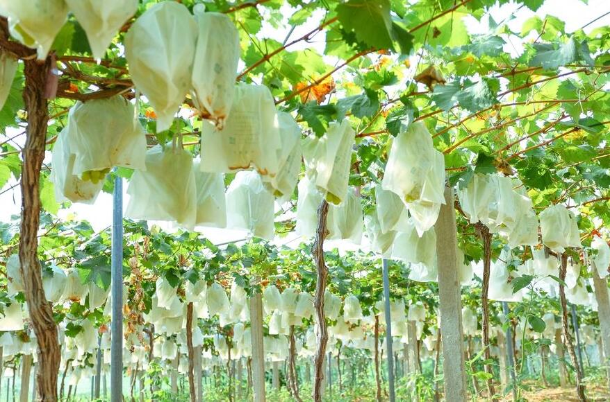 溧陽天目四季春生態(tài)園｜溧陽水果采摘