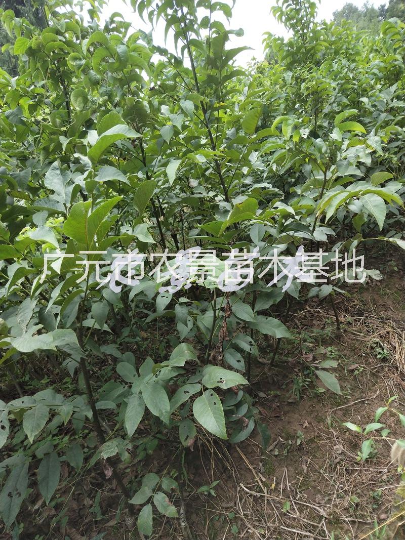 供應(yīng)實(shí)生核桃苗 四川清香核桃苗香玲核桃苗