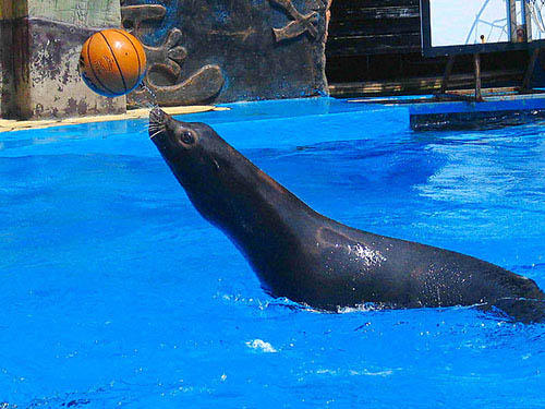 海洋生物科普認(rèn)知介紹全國(guó)出租 海洋生物科普認(rèn)知海獅海豹表演出租