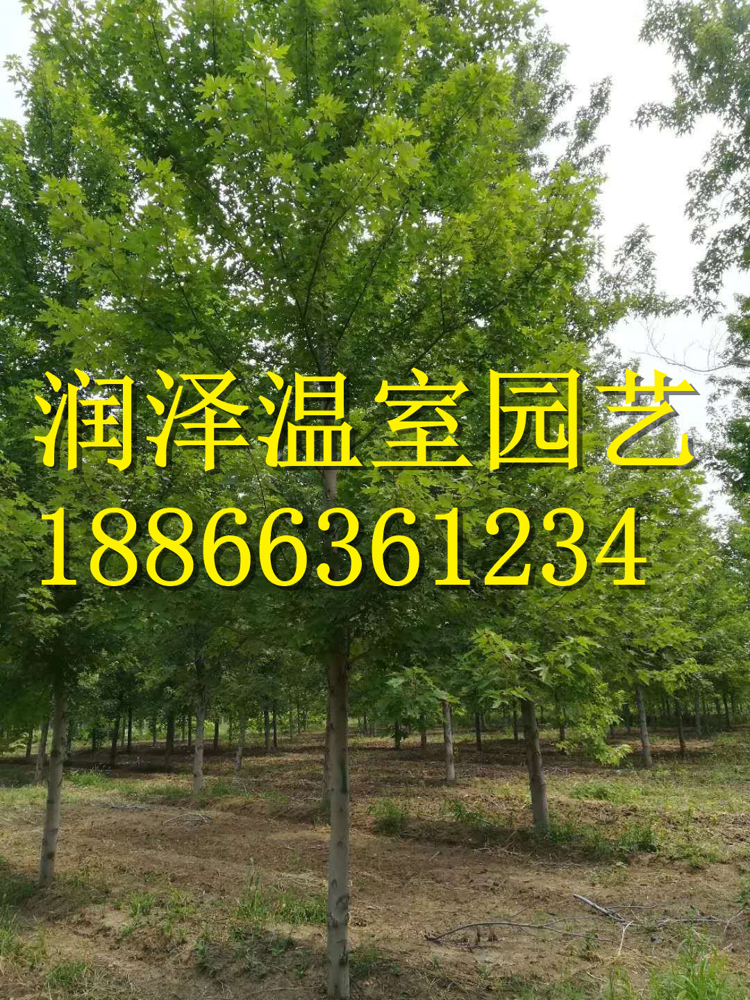 彩葉豆梨秋火焰-豆梨玉香緹-加拿大糖槭-加拿大唐棣-濰坊紅槲櫟  彩葉豆梨秋火焰 豆梨玉香緹