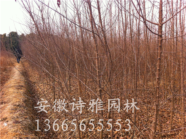 肥西三角楓基地出售三角楓2-15公分，價(jià)格便宜