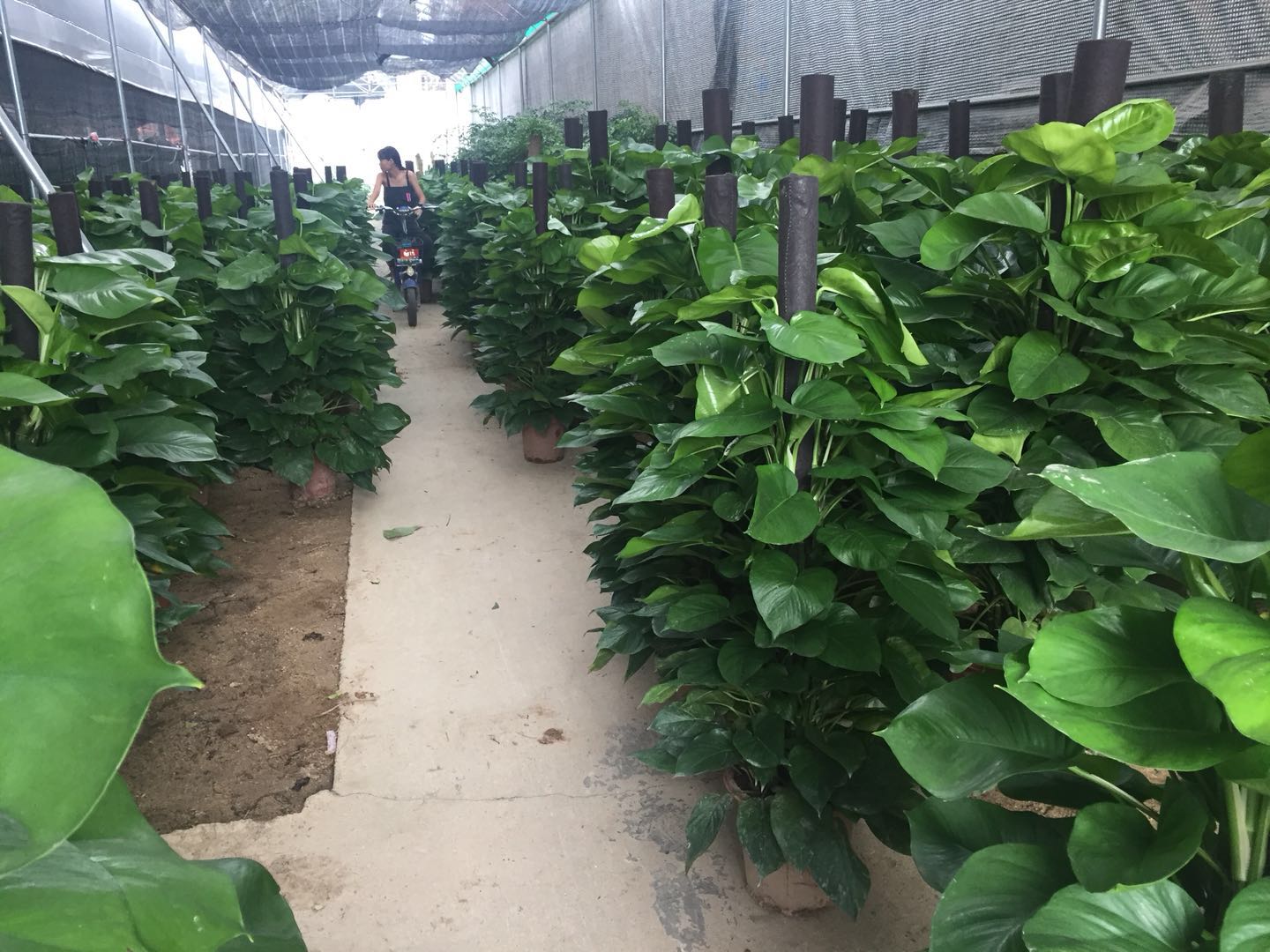 盆景租賃 盆景租賃廠家 盆景租賃廠家電話 廣州盆景租賃基地 廣州盆景租賃供應(yīng)商