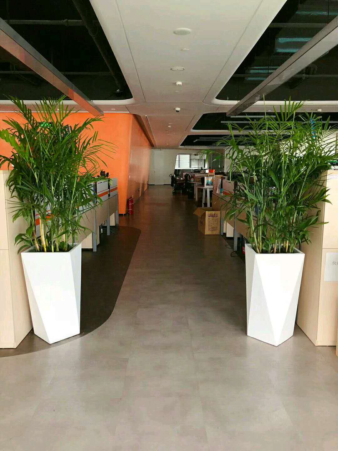 綠植批發(fā) 綠植批發(fā)基地 廣州綠植批發(fā)供應(yīng)商 廣州大量批發(fā)綠植盆栽 服務(wù)好質(zhì)量?jī)?yōu)