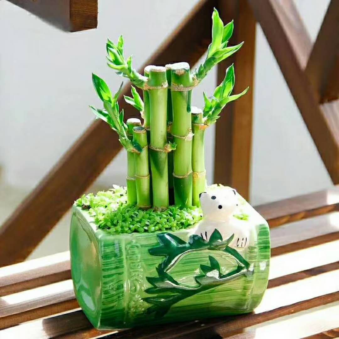 廣州綠植批發(fā) 廣州綠植批發(fā)價格 廣州白云區(qū)綠植供應(yīng)商 廣州綠植盆栽基地