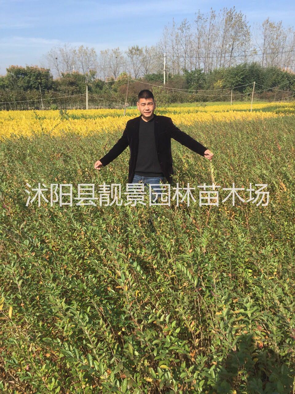 江蘇水臘綠籬苗木介紹 水臘種植綠籬工程苗 水臘500萬棵秋季上市