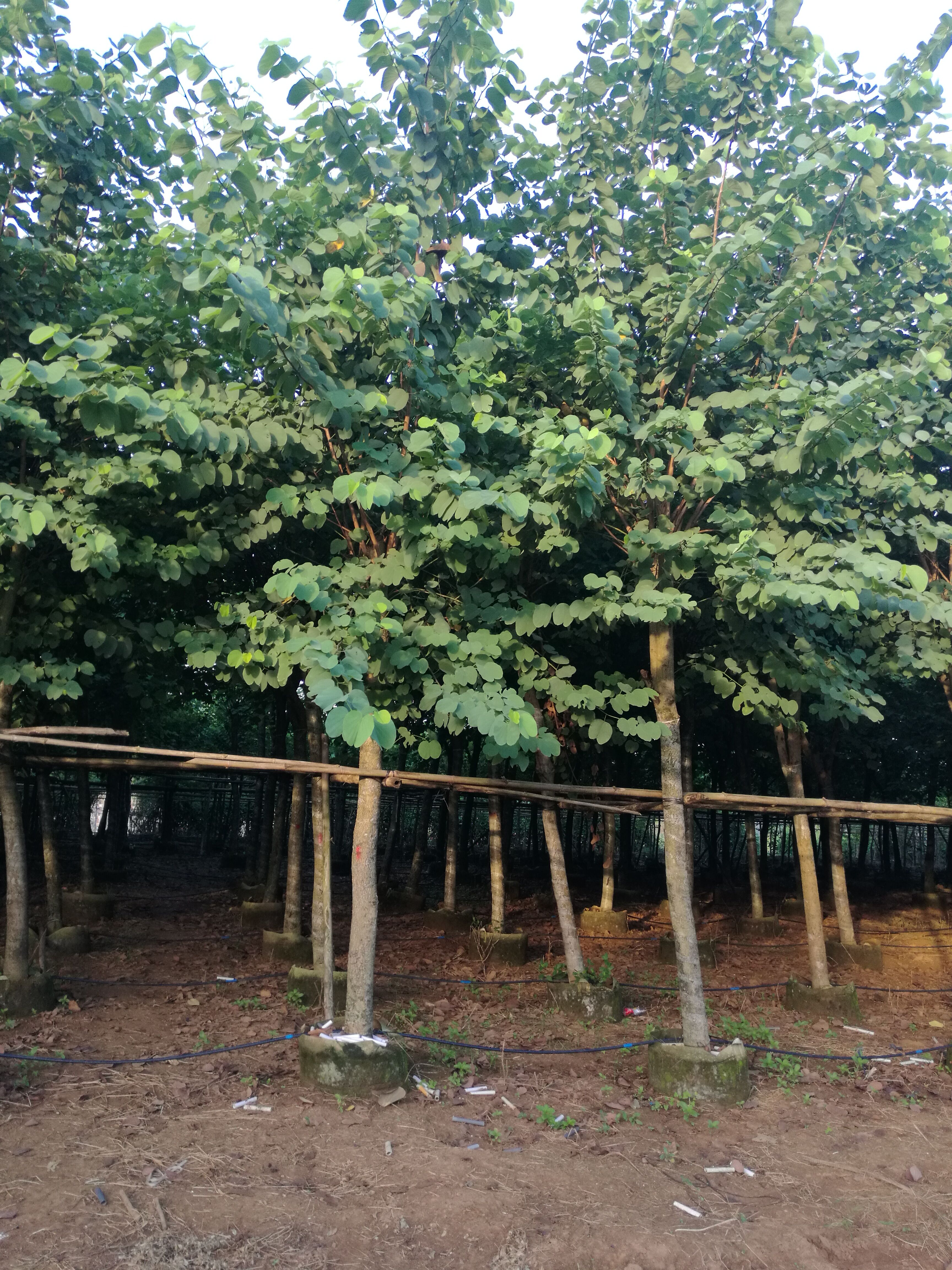宮粉紫荊_綠化苗木_*宮粉紫荊價格_廣西宮粉紫荊基地