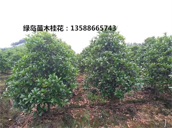 金華*桂花價(jià)格