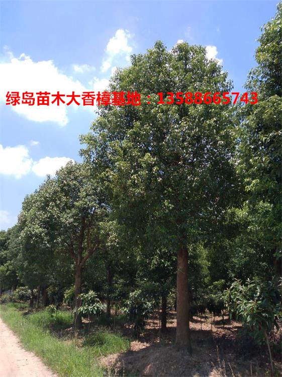 江蘇香樟樹價(jià)格|金華樟樹苗木20公分大量批發(fā)