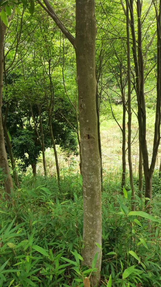 供應沉香樹的銷售供應商|沉香樹種植多少錢一顆