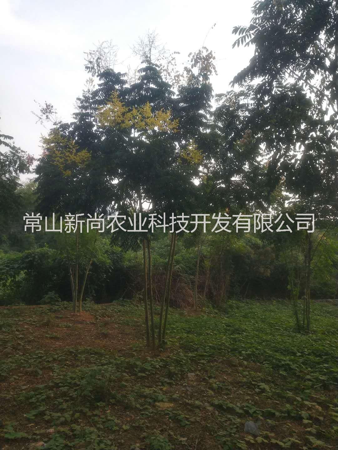 叢生欒樹|多桿叢生欒樹米徑7——10公分|叢生欒樹價格表|浙江衢州欒樹生產(chǎn)基地