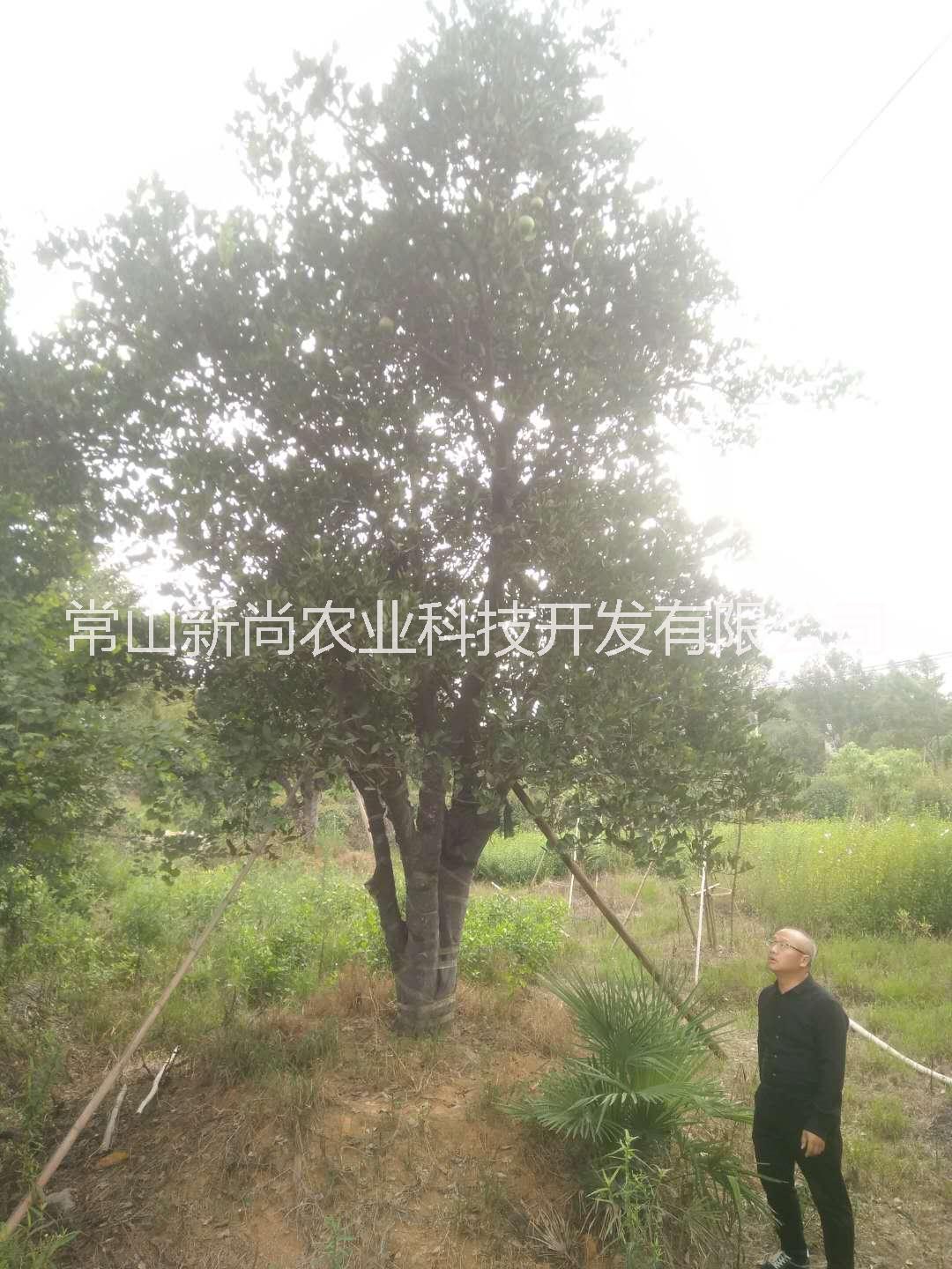 常山原產(chǎn)地胡柚樹批發(fā)|原生胡柚*|精選胡柚*批發(fā)
