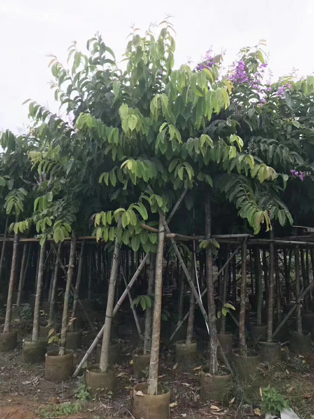 鳳凰木  鳳凰木種植基地 揭陽鳳凰木批發(fā) 揭陽鳳凰木出售 優(yōu)質(zhì)鳳凰木