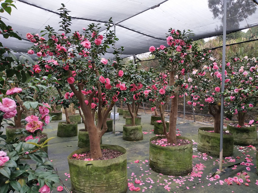 廣東大型茶花樹  廣東東莞大型茶花樹   大型茶花樹種植基地  出售大型茶花樹