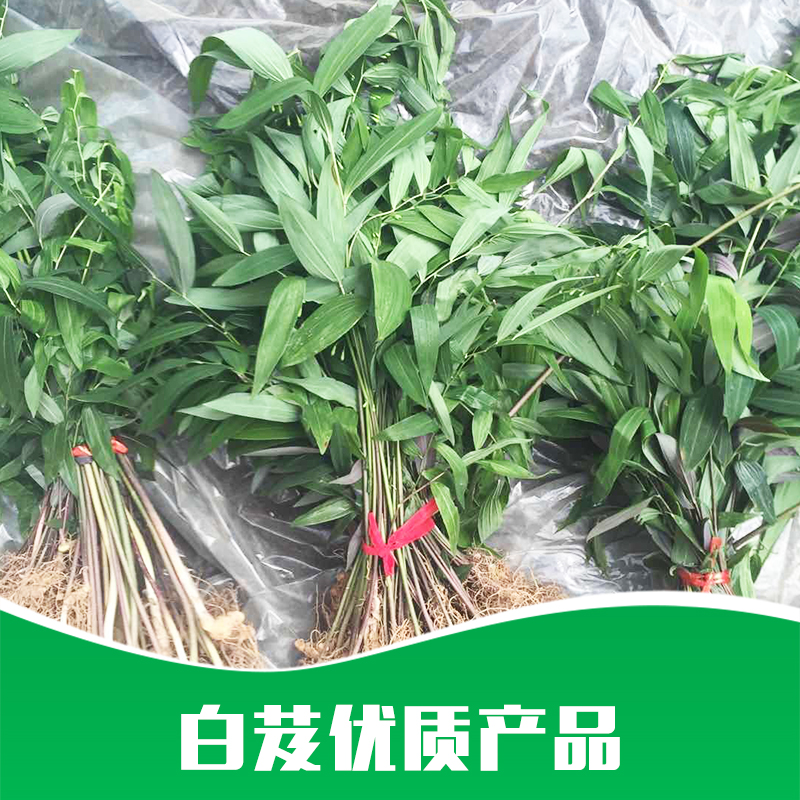 廠家直銷 * 白芨 種苗* 藥材苗批發(fā) 品質(zhì)保證 售后無(wú)憂