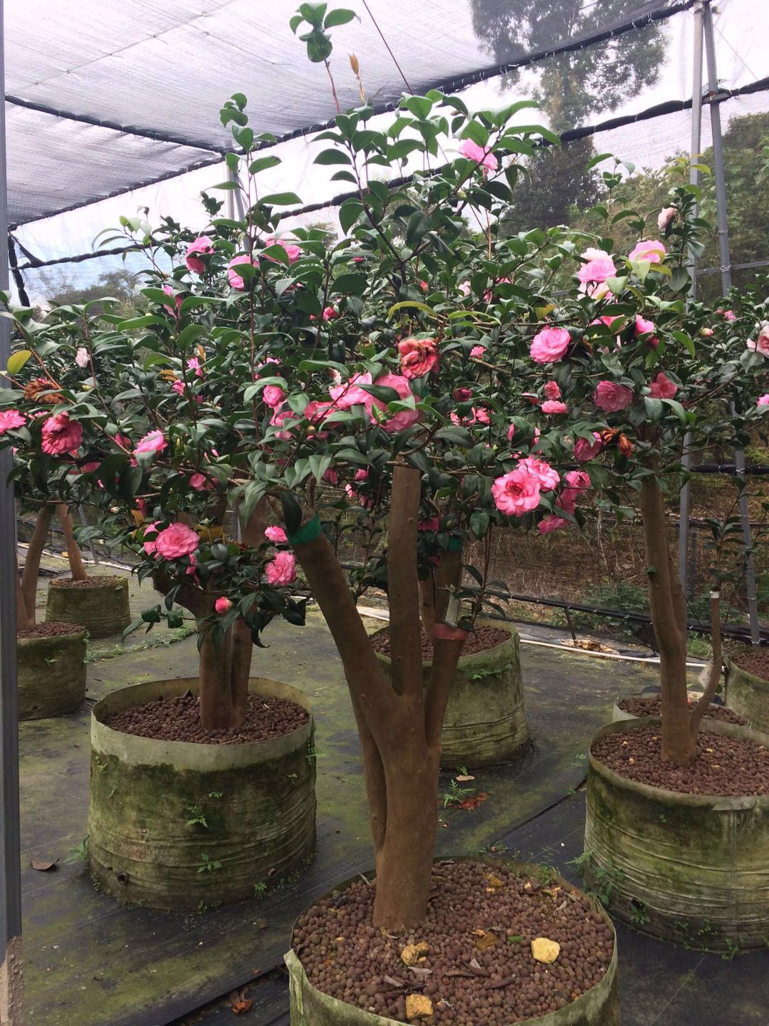 茶花基地 廣東山茶花樹(shù) 樟木頭大型茶花批發(fā) 嫁接茶花批發(fā) 茶花苗報(bào)價(jià) 樟木頭茶花基地
