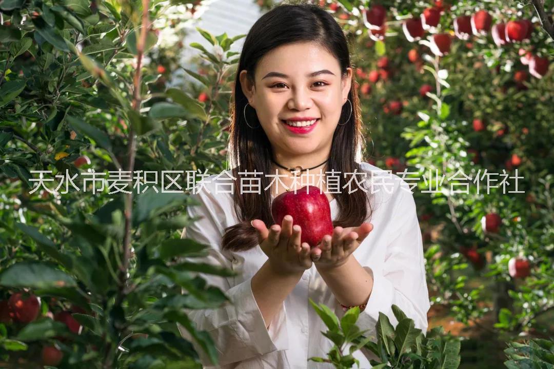 花牛蘋果苗哪里有?花牛蘋果苗多少錢