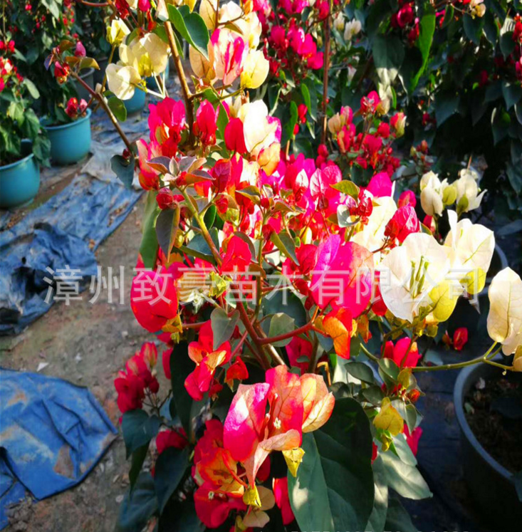 三角梅盆栽苗批發(fā)包郵，三角梅，三角梅小苗，三角梅大廟，三角梅盆栽苗，三角梅批發(fā)，三角梅廠家，供應(yīng)三角梅
