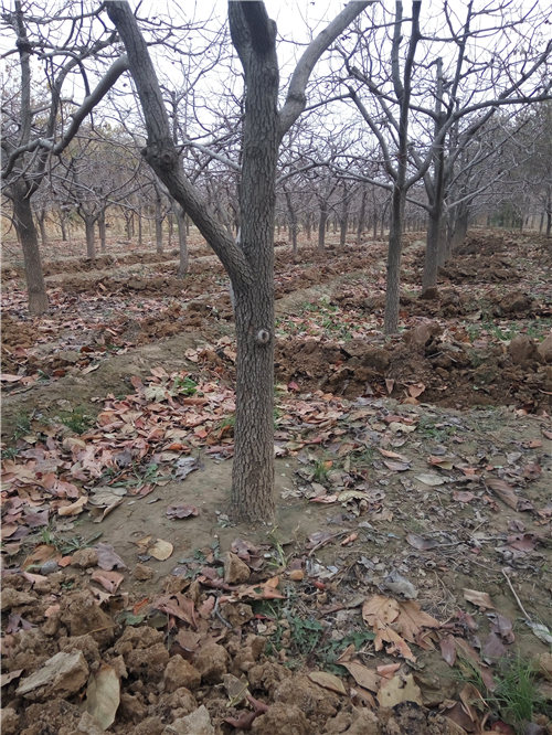 嫁接柿子樹苗，山西嫁接柿子苗新品種，陽豐甜柿子苗