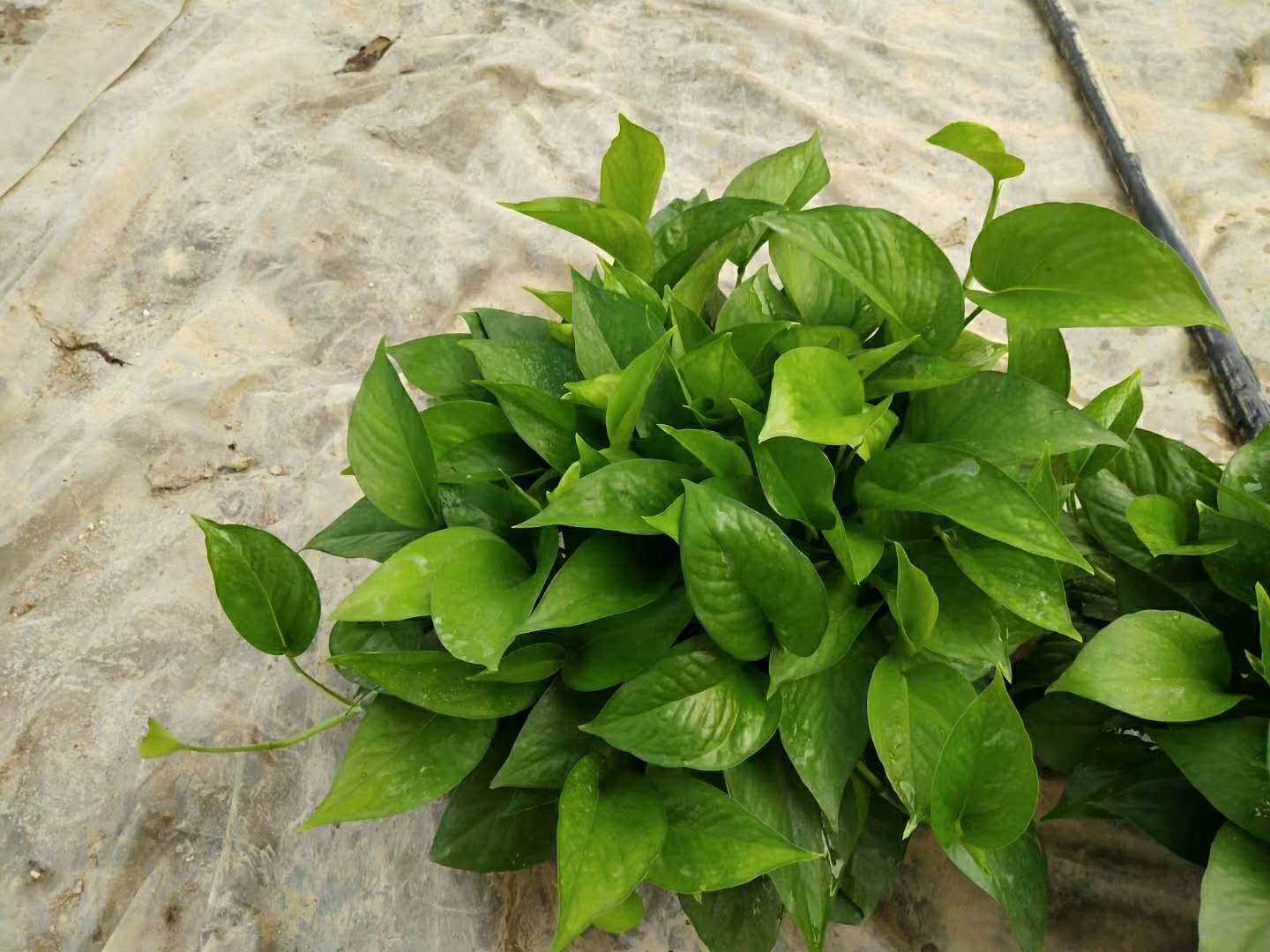 綠蘿培植方法 上海綠蘿培植方法 上海綠蘿批發(fā) 上海綠蘿大型批發(fā)基地
