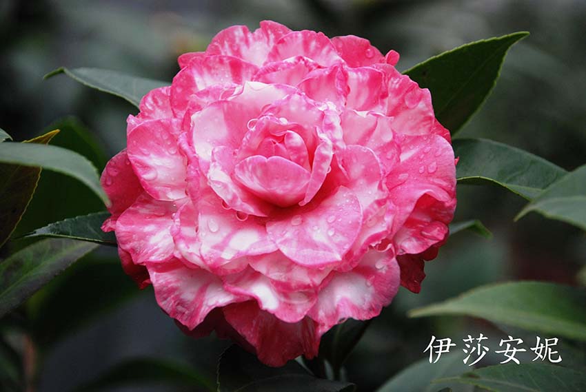 茶花樹批發(fā) 茶花樹批發(fā)價格  東莞茶花樹批發(fā)基地 東莞茶花樹批發(fā)供應(yīng)商