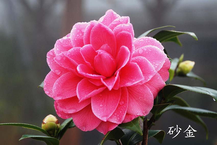 茶花樹批發(fā) 茶花樹批發(fā)價格  東莞茶花樹批發(fā)基地 東莞茶花樹批發(fā)供應(yīng)商
