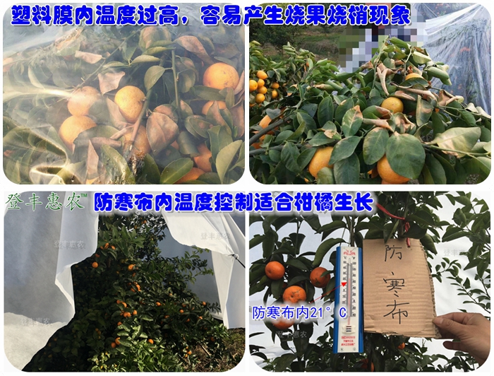 沃柑防寒布，柑桔防寒布廠家直銷
