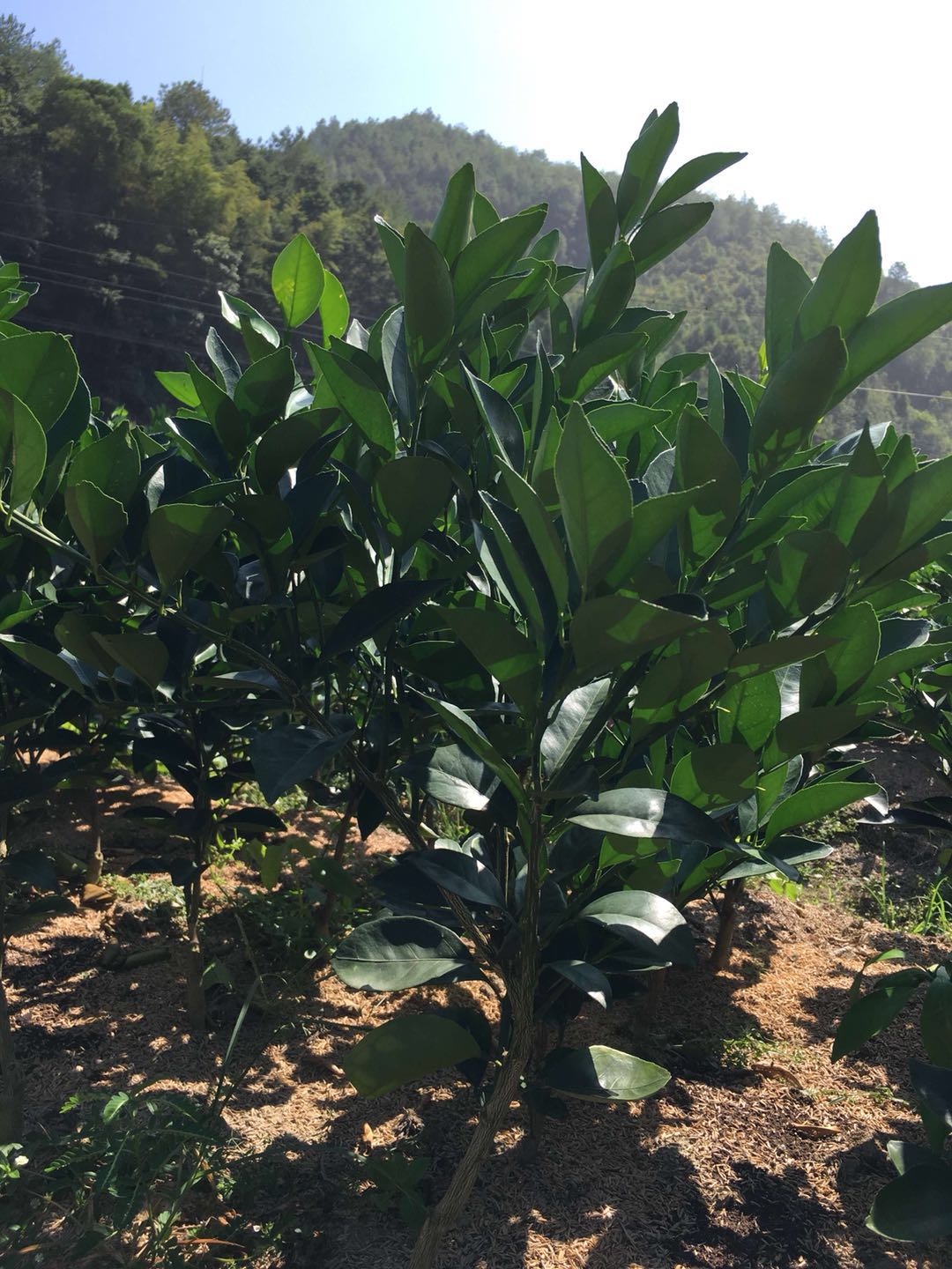 江西臍橙苗 臍橙苗廠家直銷 臍橙苗 臍橙苗廠家 臍橙苗供應(yīng)商  臍橙苗哪家好 江西臍橙苗廠家