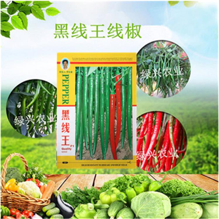 辣椒種子黑線王線椒種子 辣椒種子黑線王高產(chǎn)抗病線椒種子