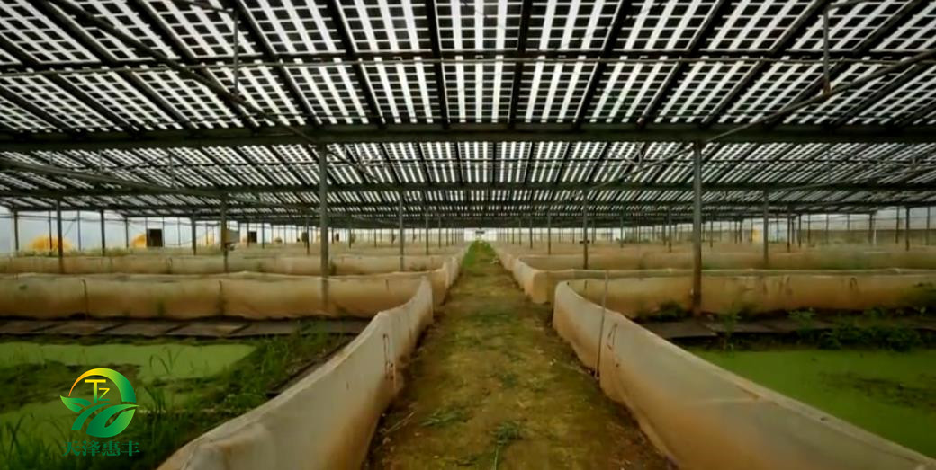 湖北天澤惠豐哪里有青蛙養(yǎng)殖基地