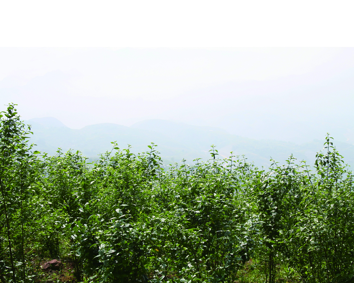 綠葉樹苗，觀音樹苗，綠色樹苗，豆腐樹苗，恩施神豆腐樹，恩施神豆腐樹苗，神豆腐樹苗報價