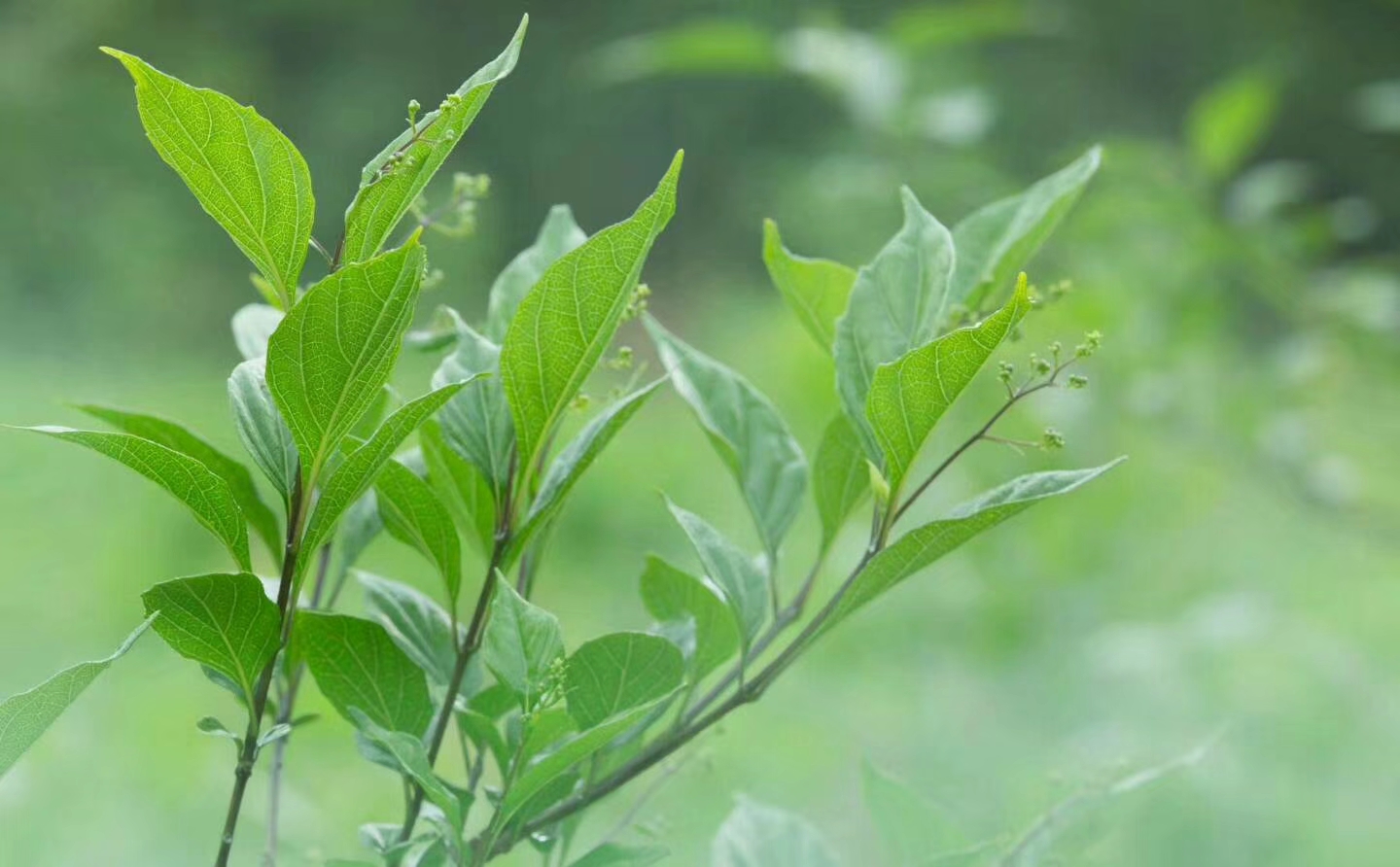綠葉樹苗，觀音樹苗，綠色樹苗，豆腐樹苗，恩施神豆腐樹，恩施神豆腐樹苗，神豆腐樹苗報價
