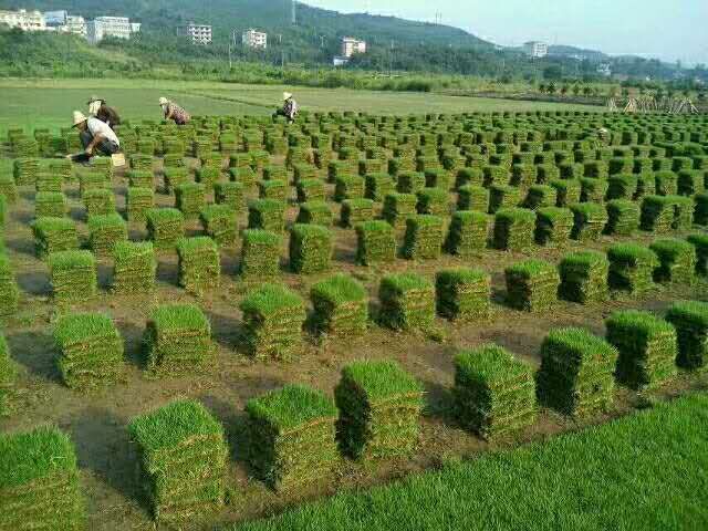 馬尼拉草皮-馬尼拉草皮基地-馬尼拉草皮批發(fā)-馬尼拉草皮批發(fā)價(jià)格