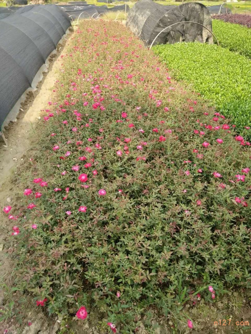 月季花苗-月季花苗基地-月季花苗批發(fā)-月季花苗批發(fā)價(jià)格