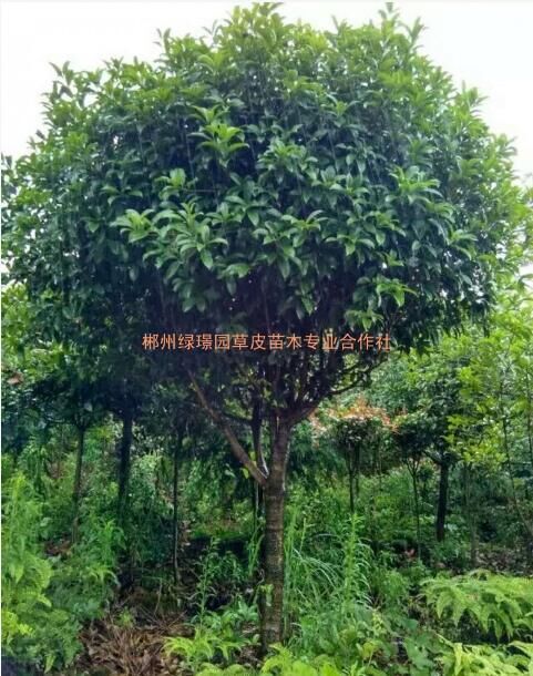 桂花樹-桂花樹基地-桂花樹批發(fā)-桂花樹批發(fā)價格
