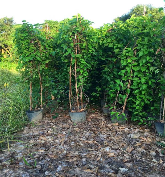 廣東1米高油麻藤炮仗花爬藤植物，油麻藤炮仗花，爬藤植物，炮仗花苗廠家，炮仗花苗供應(yīng)商，爬藤植物批發(fā)