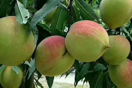 鷹嘴蜜桃價(jià)格_連平鷹嘴桃_鷹嘴蜜桃苗_連平縣禧德福鷹嘴桃苗圃為你提供鷹嘴蜜桃種植管理技術(shù).