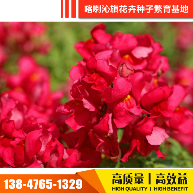 喀喇沁旗花種子花卉種子報價  花卉種子電話 花卉種子批發(fā) 花卉種子哪家好 花卉種子供應(yīng)商