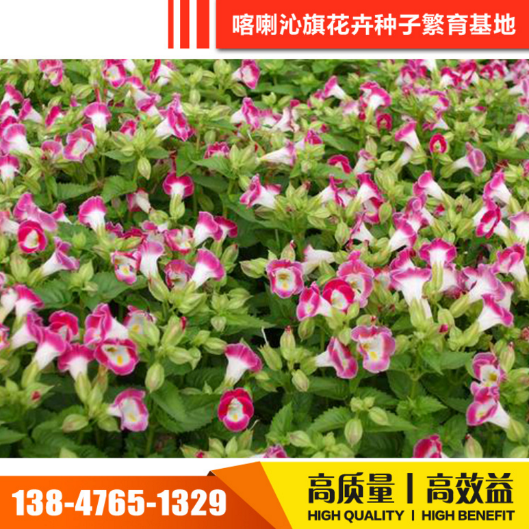 花卉種子 花卉種子報價 花卉種子電話 花卉種子批發(fā) 花卉種子哪家好 花卉種子供應商