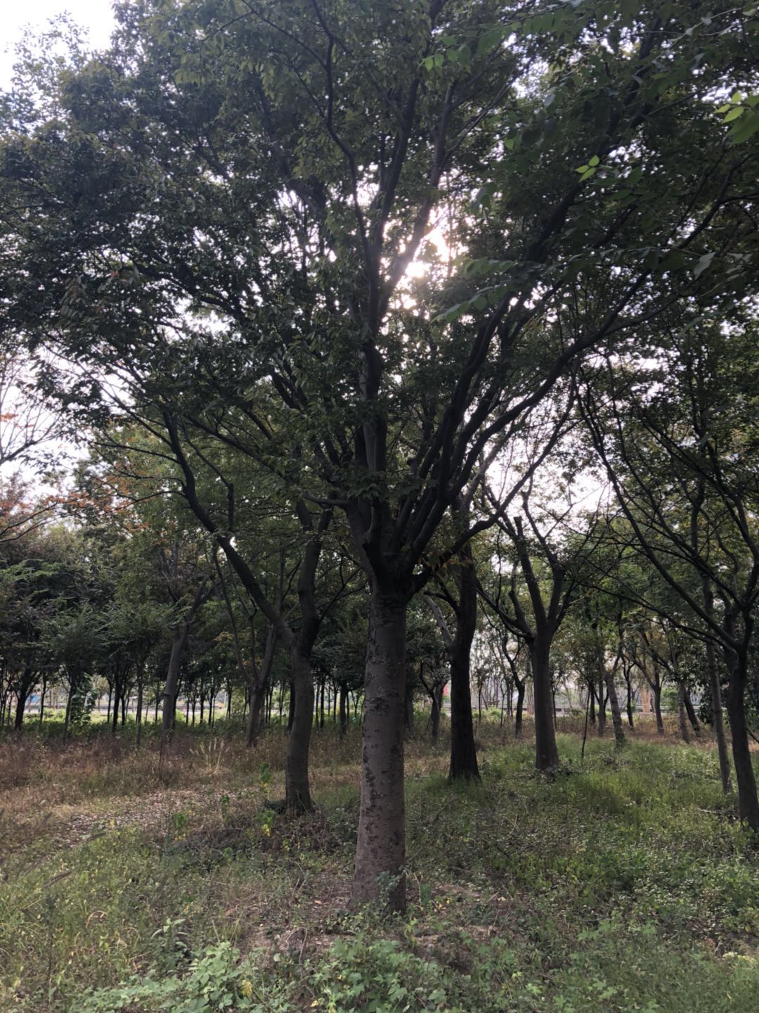 櫸樹 江蘇櫸樹種植基地  大量供應優(yōu)質(zhì)櫸樹