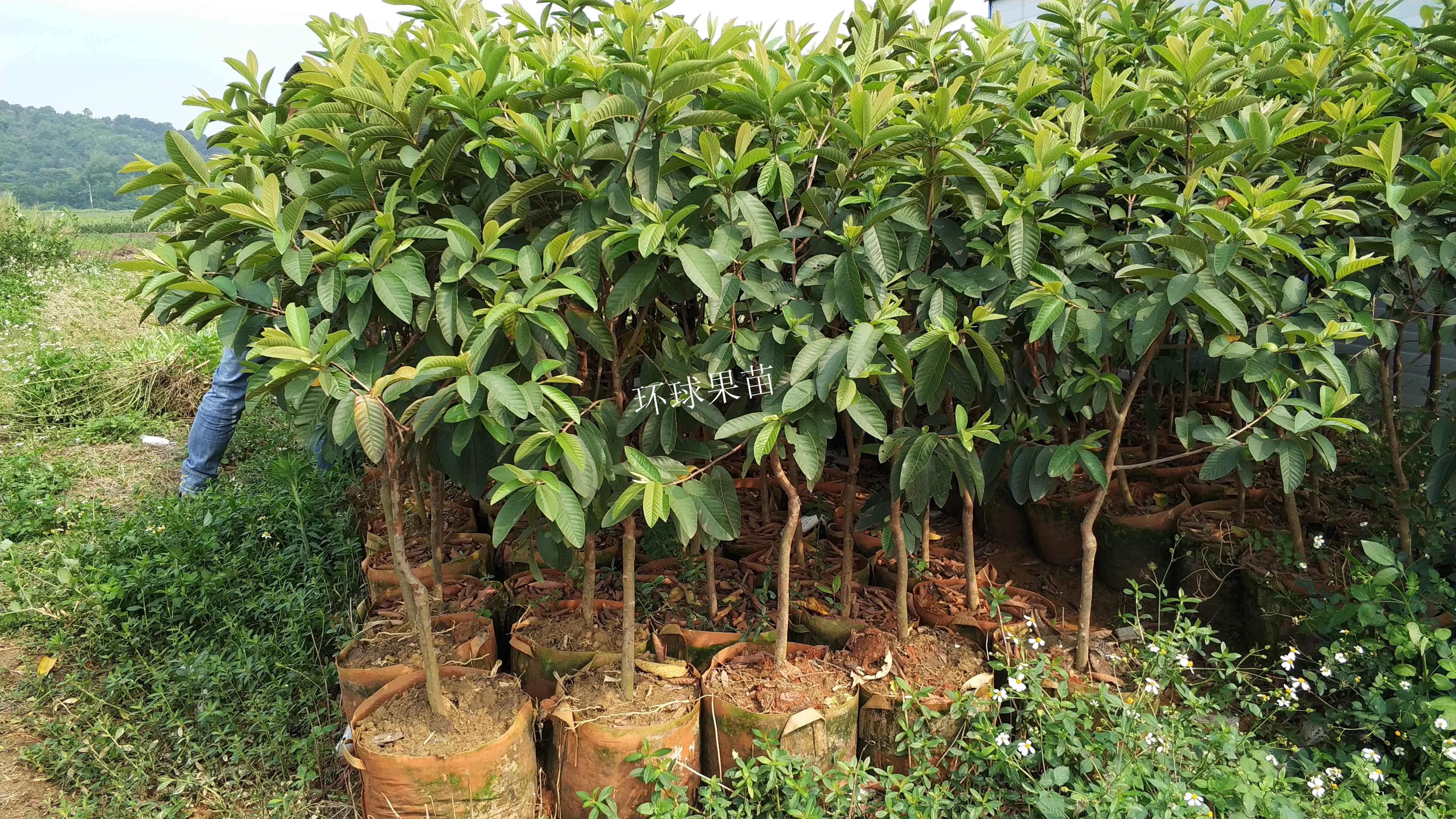 紅心芭樂 番石榴苗