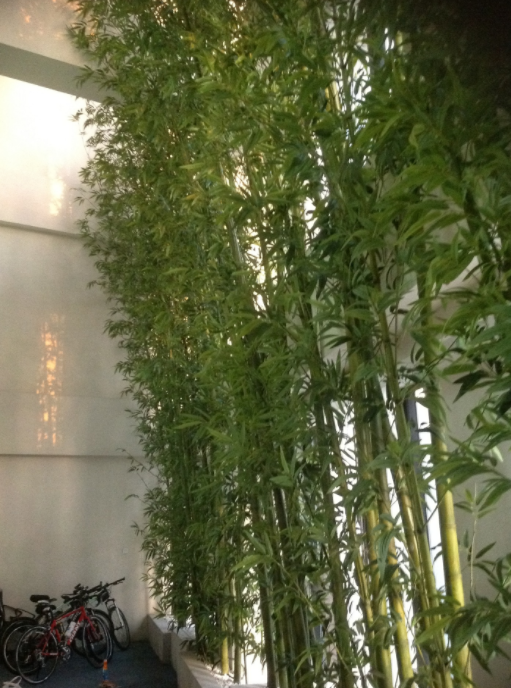 供應(yīng)園林造景假竹 直銷園林造景假竹 園林造景假竹廠家 仿真竹子廠家 綠植假竹子