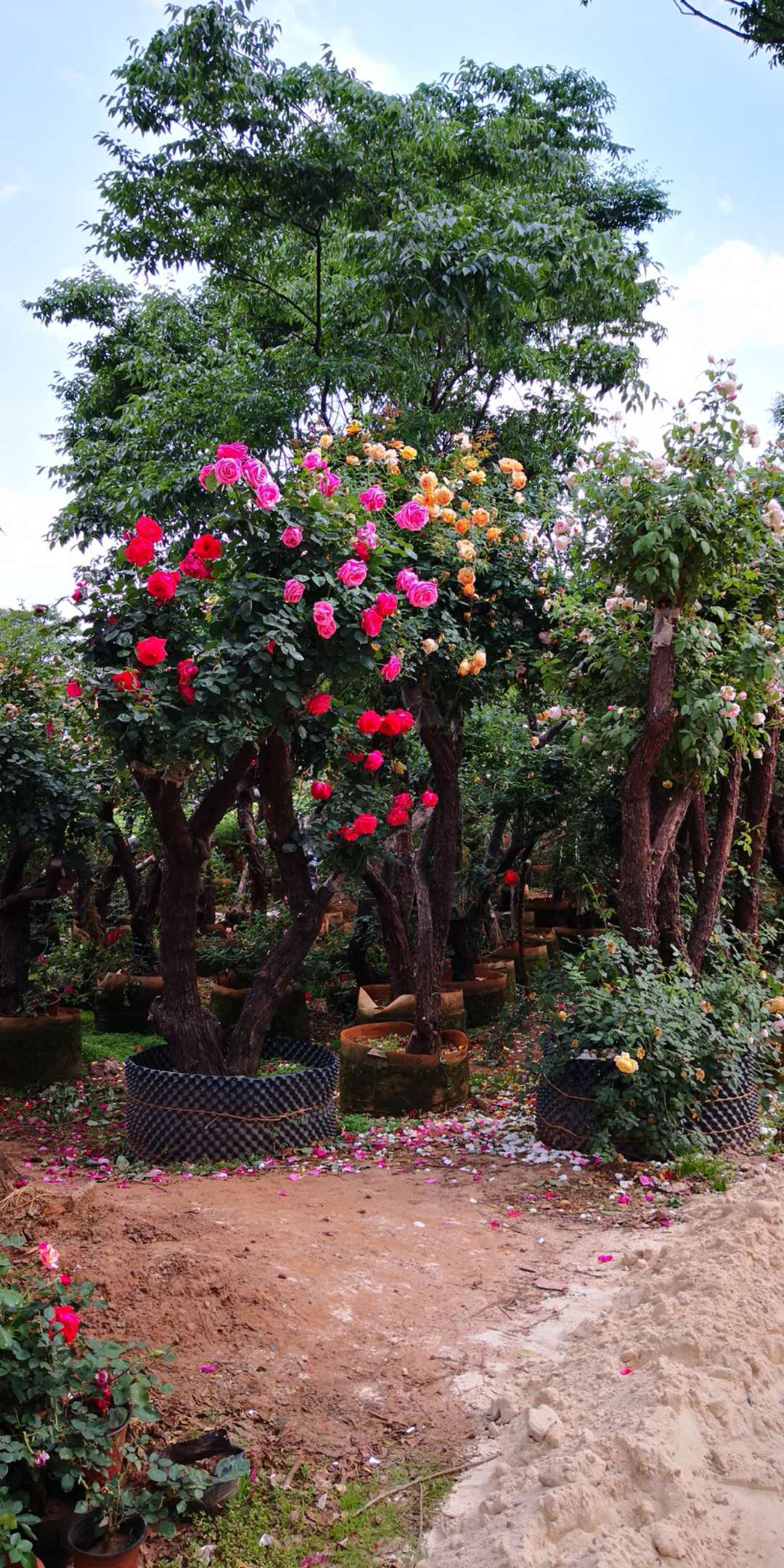 云南古樁月季供應(yīng)商 出售古樁月季 古樁月季供銷商 古樁月季基地 古樁月季哪里有賣