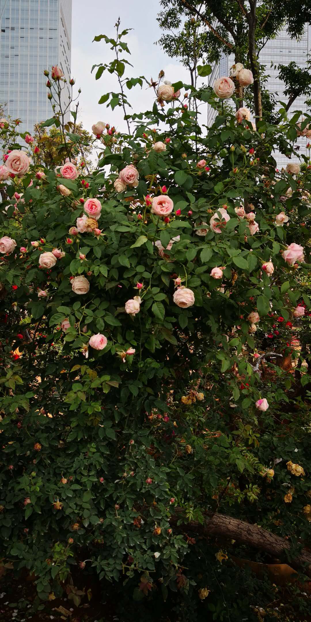 云南古樁月季供應(yīng)商 出售古樁月季 古樁月季供銷商 古樁月季基地 古樁月季哪里有賣