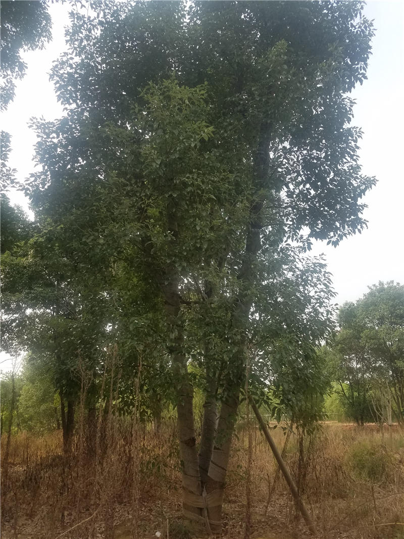 香樟樹，*香樟，多桿香樟，優(yōu)價出售香樟