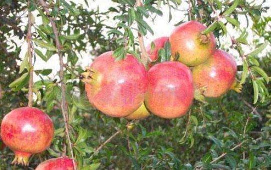 河陰*軟籽石榴苗