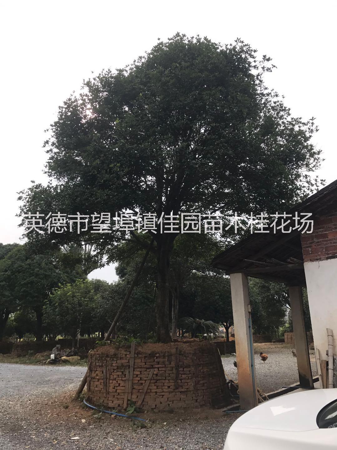 桂花_廣東桂花價(jià)格_種植基地報(bào)價(jià)_批發(fā)價(jià)格_種植基地供應(yīng)價(jià)格